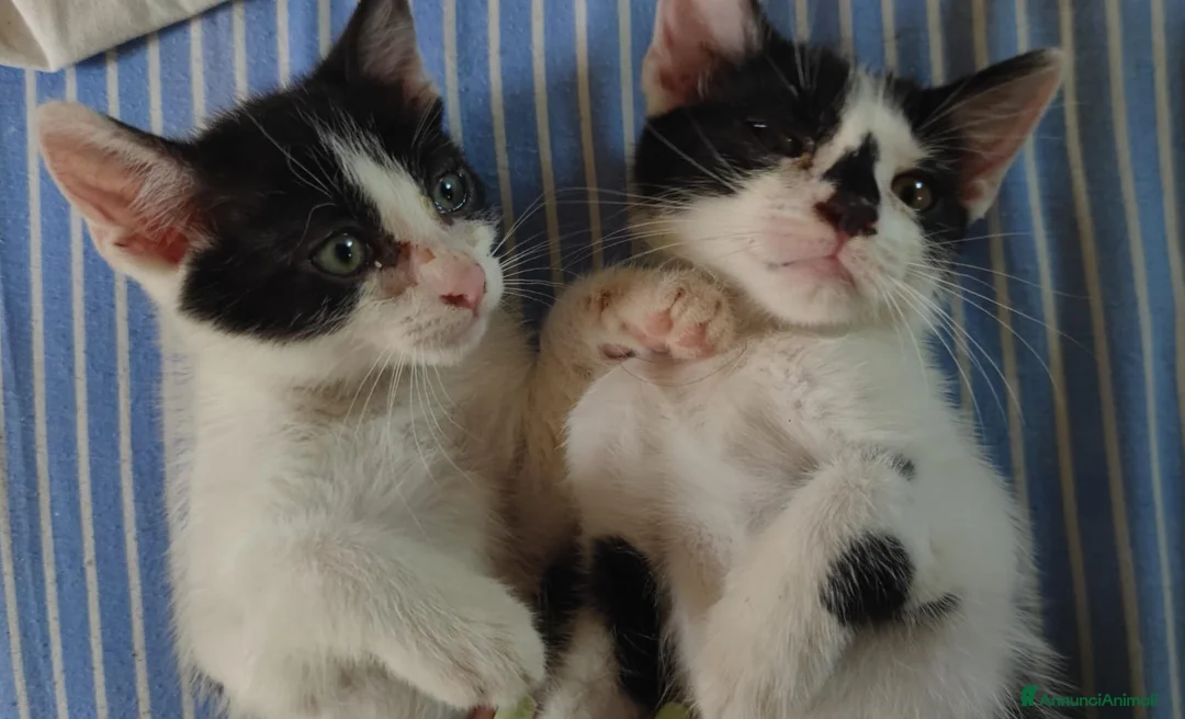 Altre razze gatti in regalo: Regaliamo piccole micine 📍VCO, Piemonte - Annuncio 9
