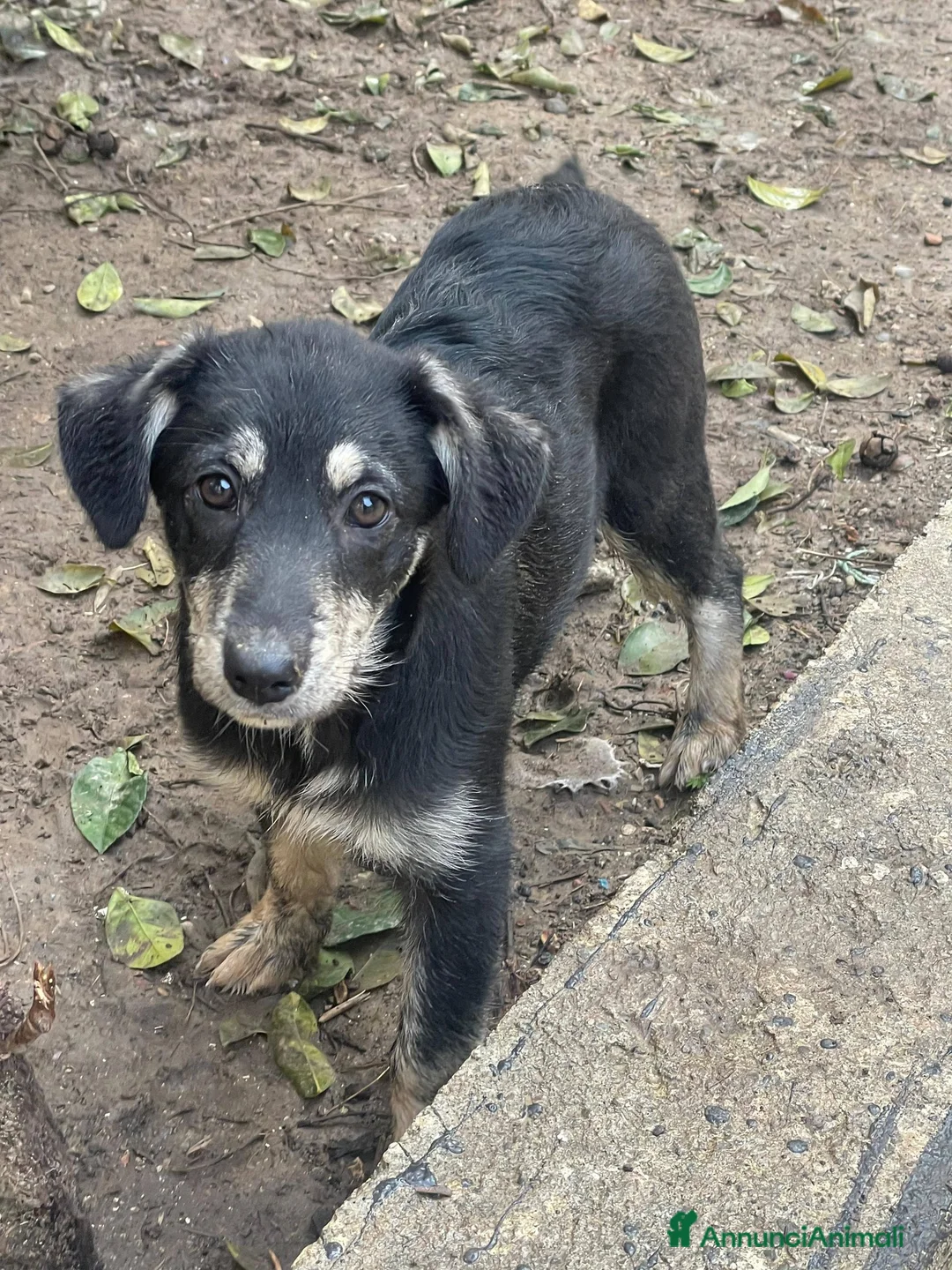 Meticcio cani in regalo: Stella e Kira cucciole tenerissime - Annuncio 6