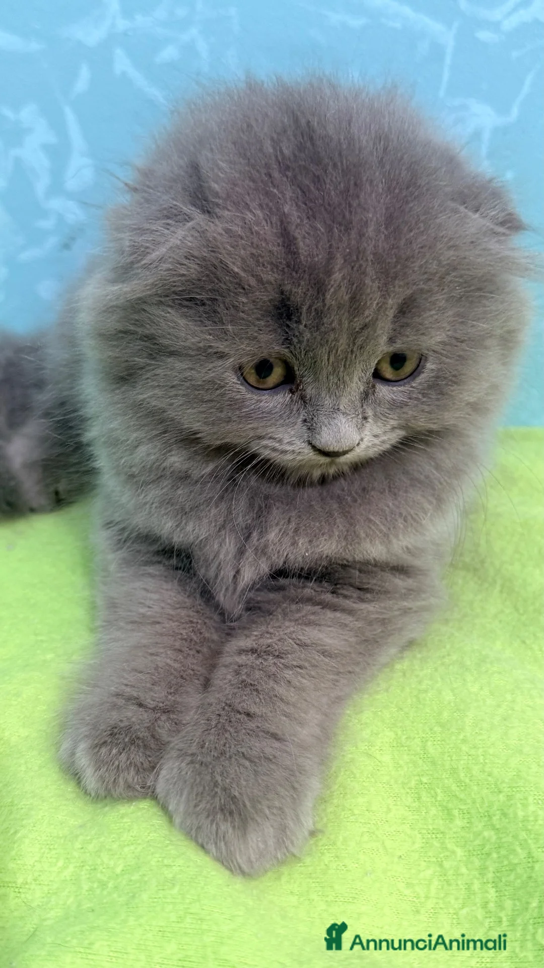 Scottish gatti in vendita: Gattino scottish fold  - Annuncio 2