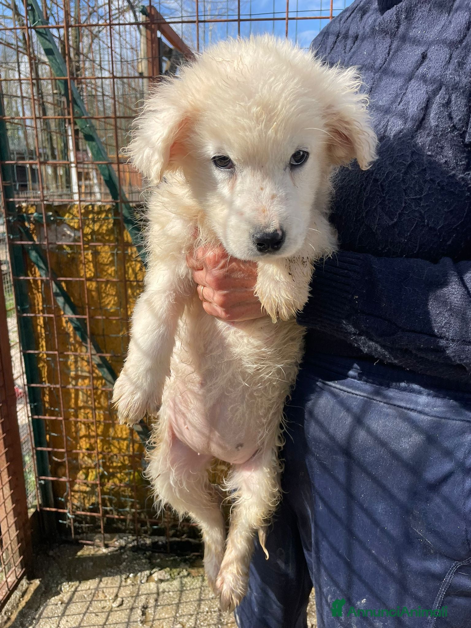 Meticcio cani MI ADOTTI? SONO LA TENERA RUNA - Annuncio 17