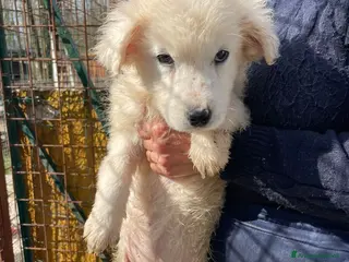 Meticcio cani MI ADOTTI? SONO LA TENERA RUNA - Annuncio 17