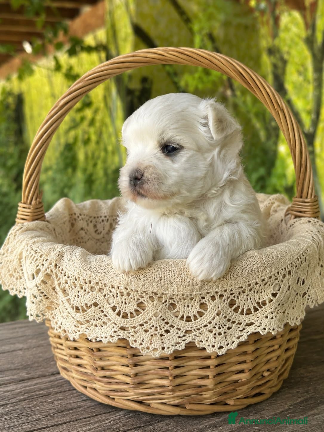 Maltese cani Cuccioli di Maltese con pedigree ENCI - Annuncio 1