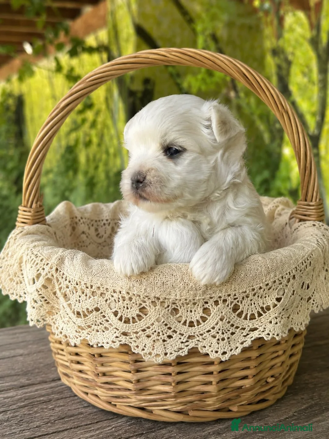 Maltese cani in vendita: Cuccioli di Maltese con pedigree ENCI - Annuncio 1