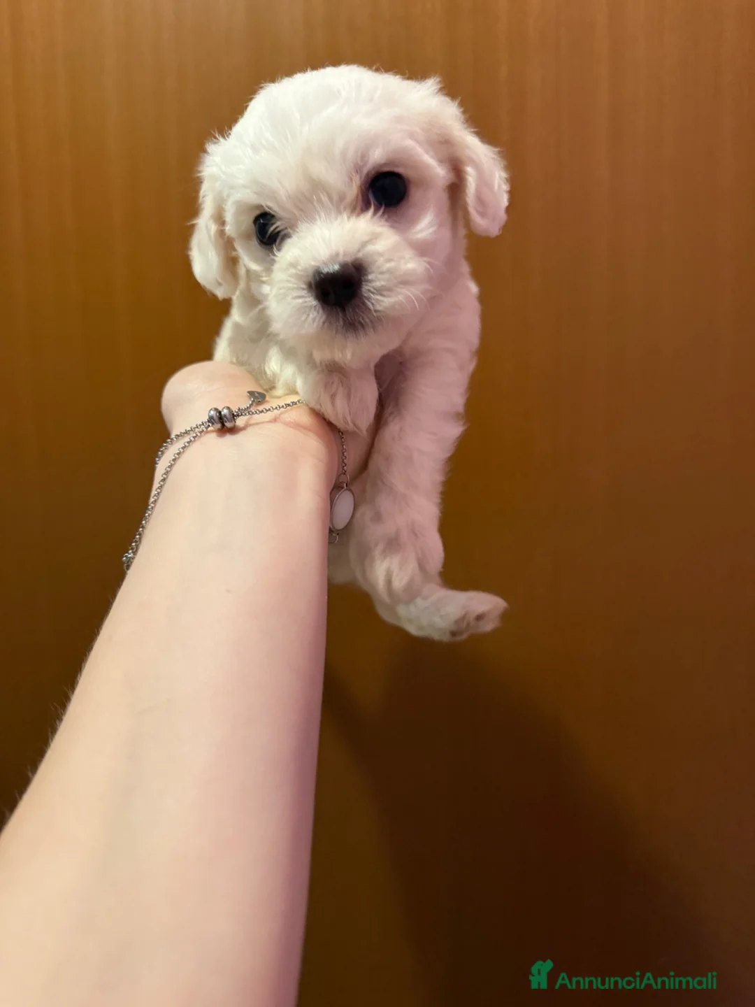Maltese cani in vendita: CUCCIOLI DI MALTESE  - Annuncio 2