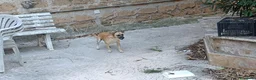 Meticcio cani in regalo: Triade di meticci - Annuncio 23