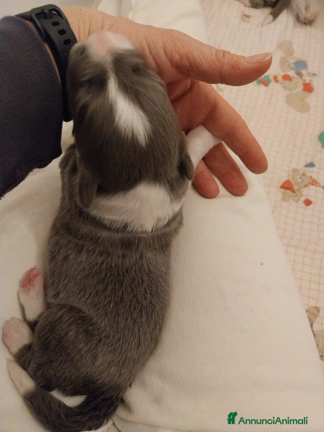 Border Collie cani in vendita: cuccioli border collie con pedigree - Annuncio 9