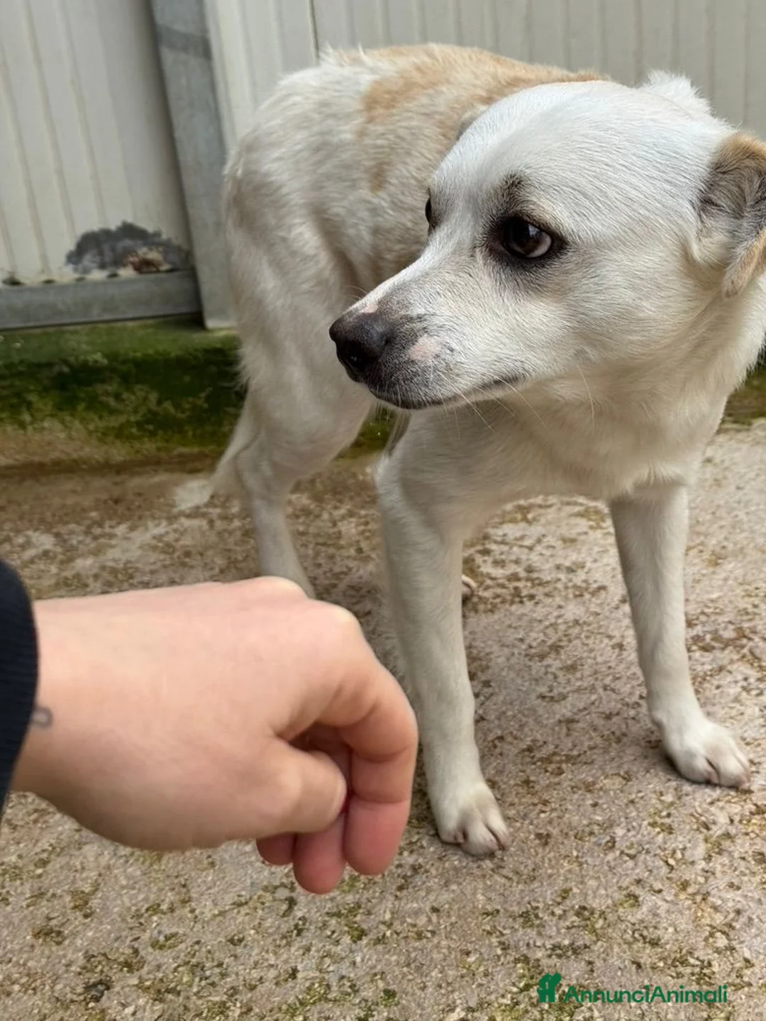 Meticcio cani in regalo: Boris: 1 anno taglia piccola  - Annuncio 8