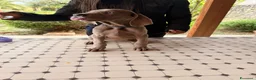 Weimaraner cani in vendita: Cuccioli di Weimaraner con Pedigree ENCI - Annuncio 3