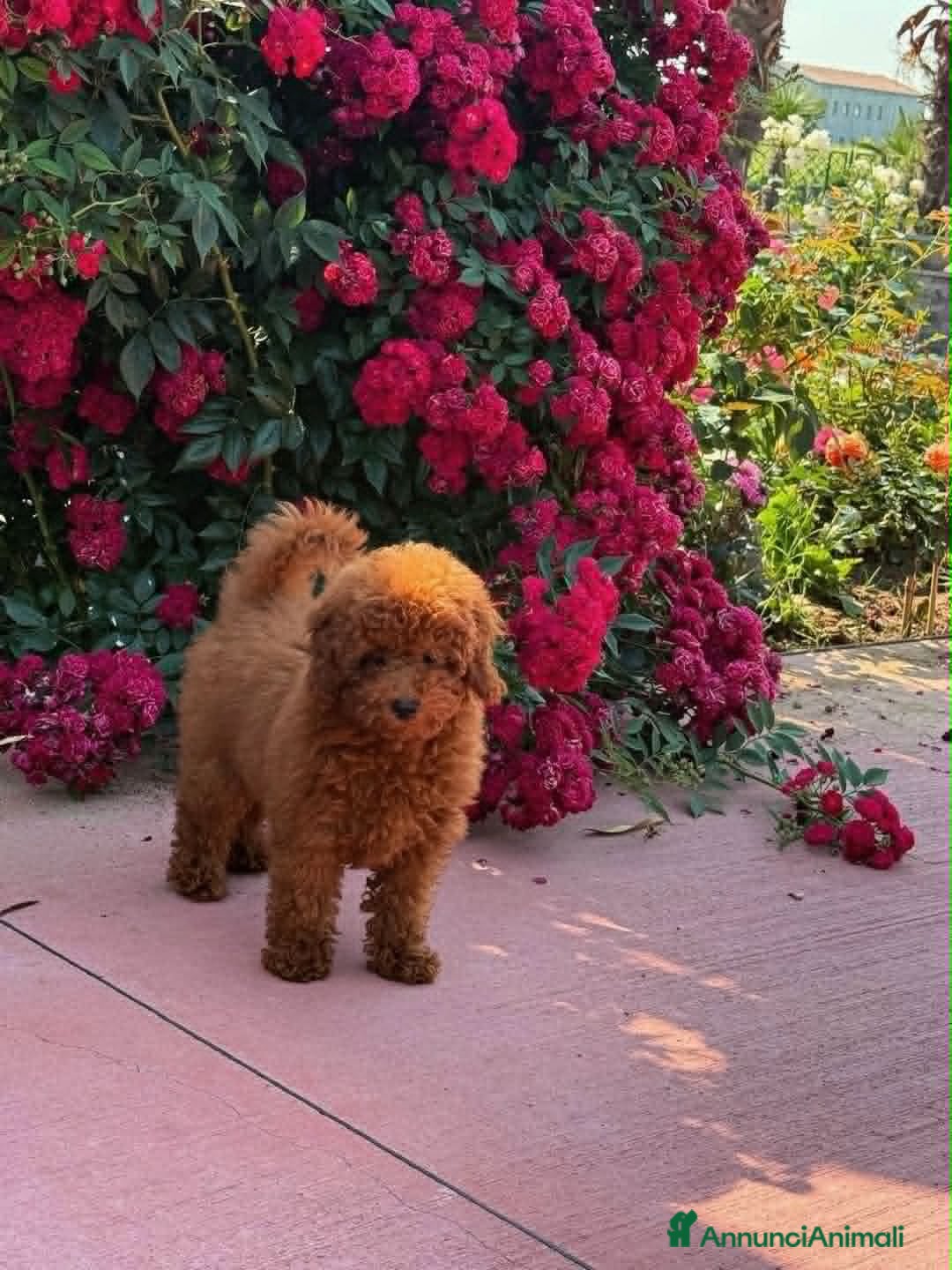 Barboncino Toy cani in vendita: Cuccioli barboncino toy e mini toy  a Provincia di Brescia - Annuncio 4