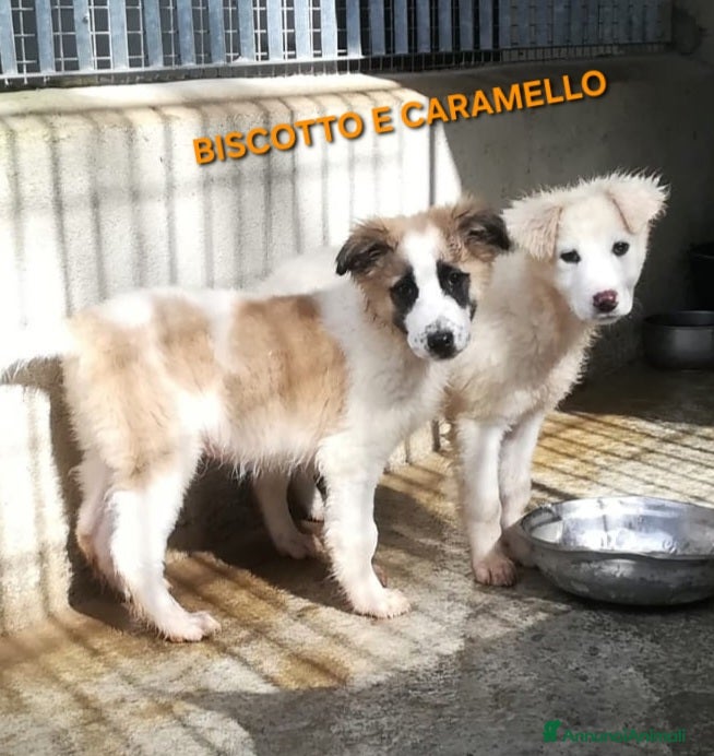 Meticcio cani UNA MAMMA PER CARAMELLO - Annuncio 2