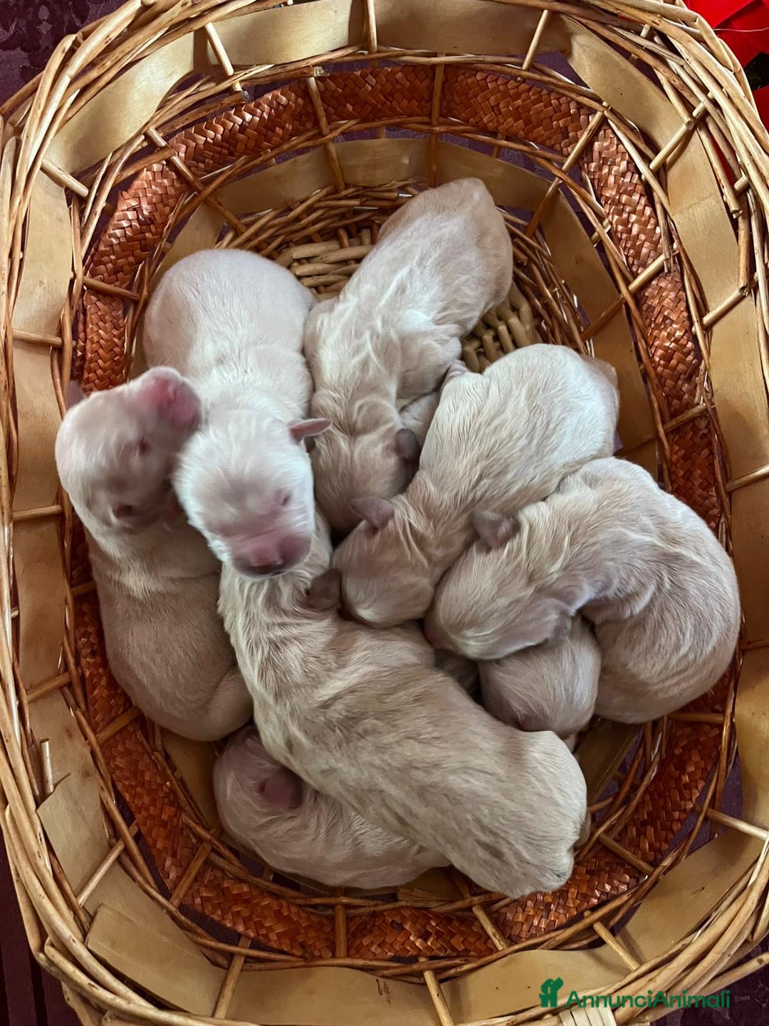 Golden Retriever cani in vendita: CUCCIOLI DI GOLDEN RETRIEVER CON PEDIGREE - Annuncio 5