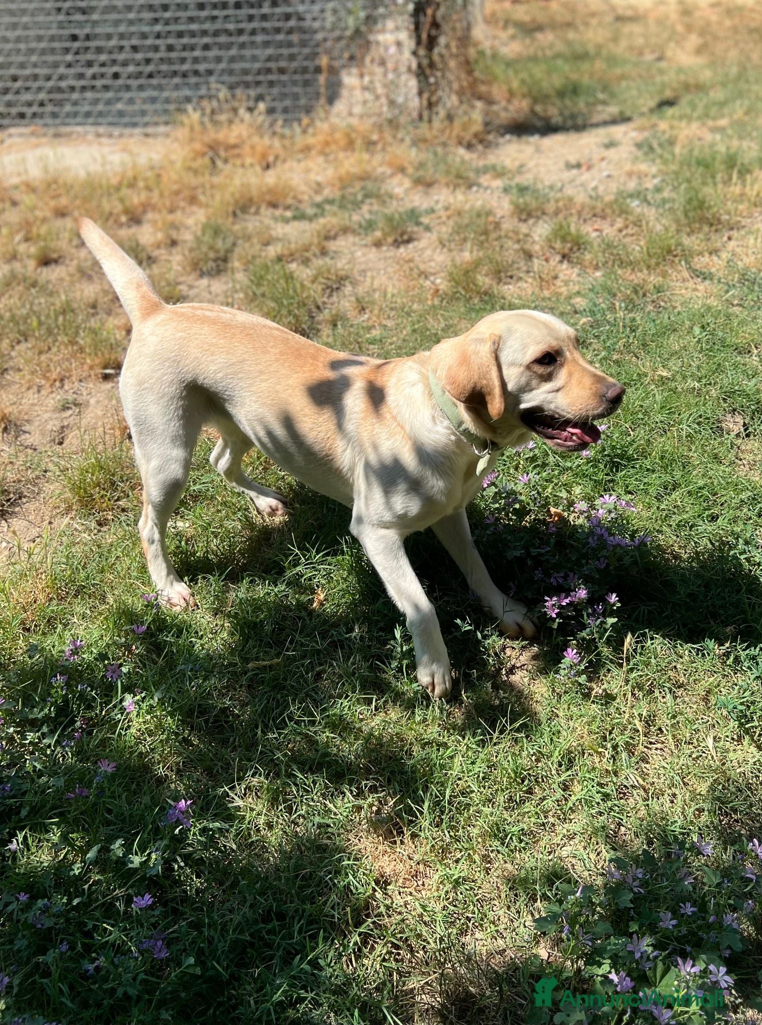 Labrador cani Sundance, Labrador di 5 anni, cerca una nuova casa - Annuncio 1