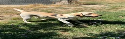 Labrador cani in regalo: Sundance, Labrador di 5 anni, cerca una nuova casa - Annuncio 1