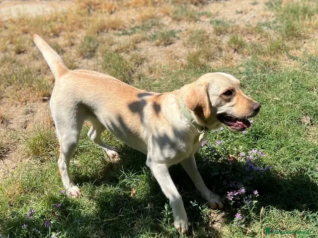 Labrador cani Sundance, Labrador di 5 anni, cerca una nuova casa - Annuncio 1