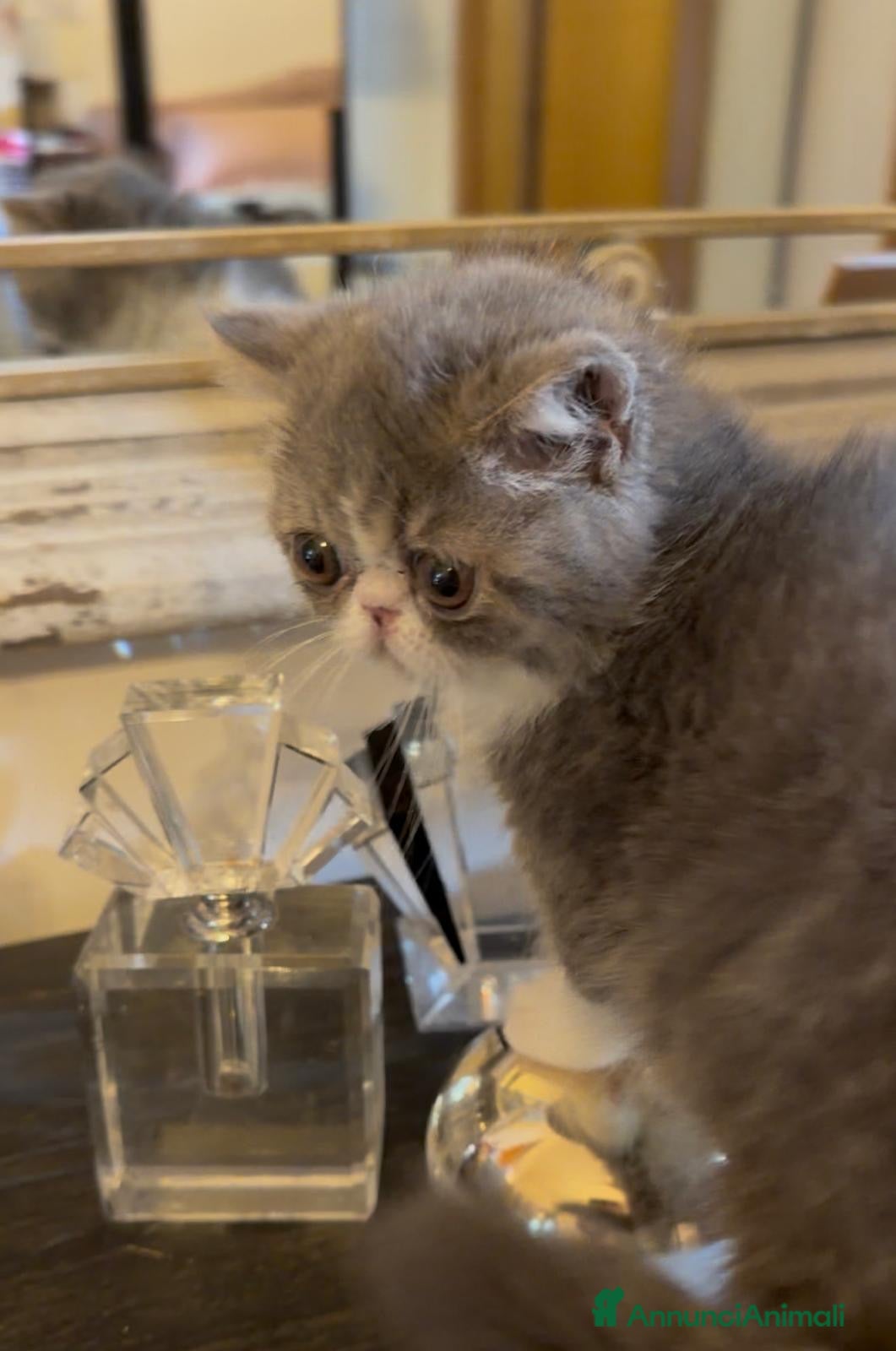 Exotic Shorthair gatti Cucciolina di exotic shorthair - Annuncio 5