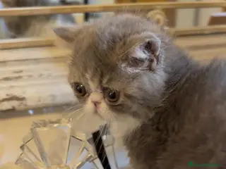 Exotic Shorthair gatti Cucciolina di exotic shorthair - Annuncio 5