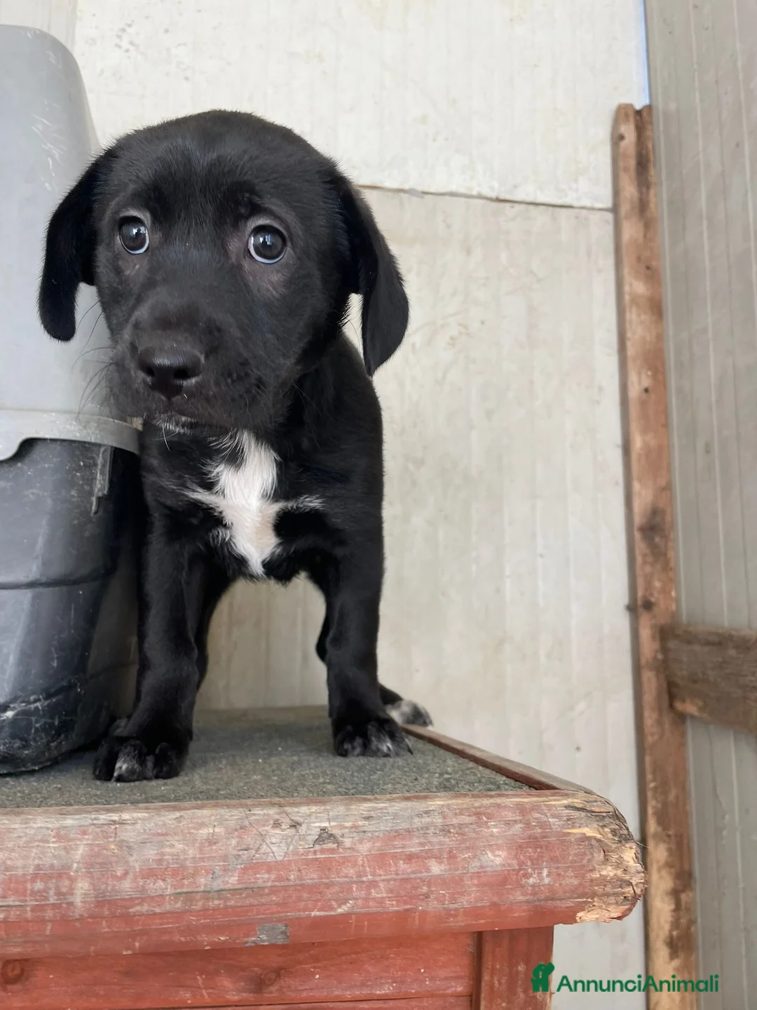 Labrador cani in regalo: VITTORIA - Annuncio 11