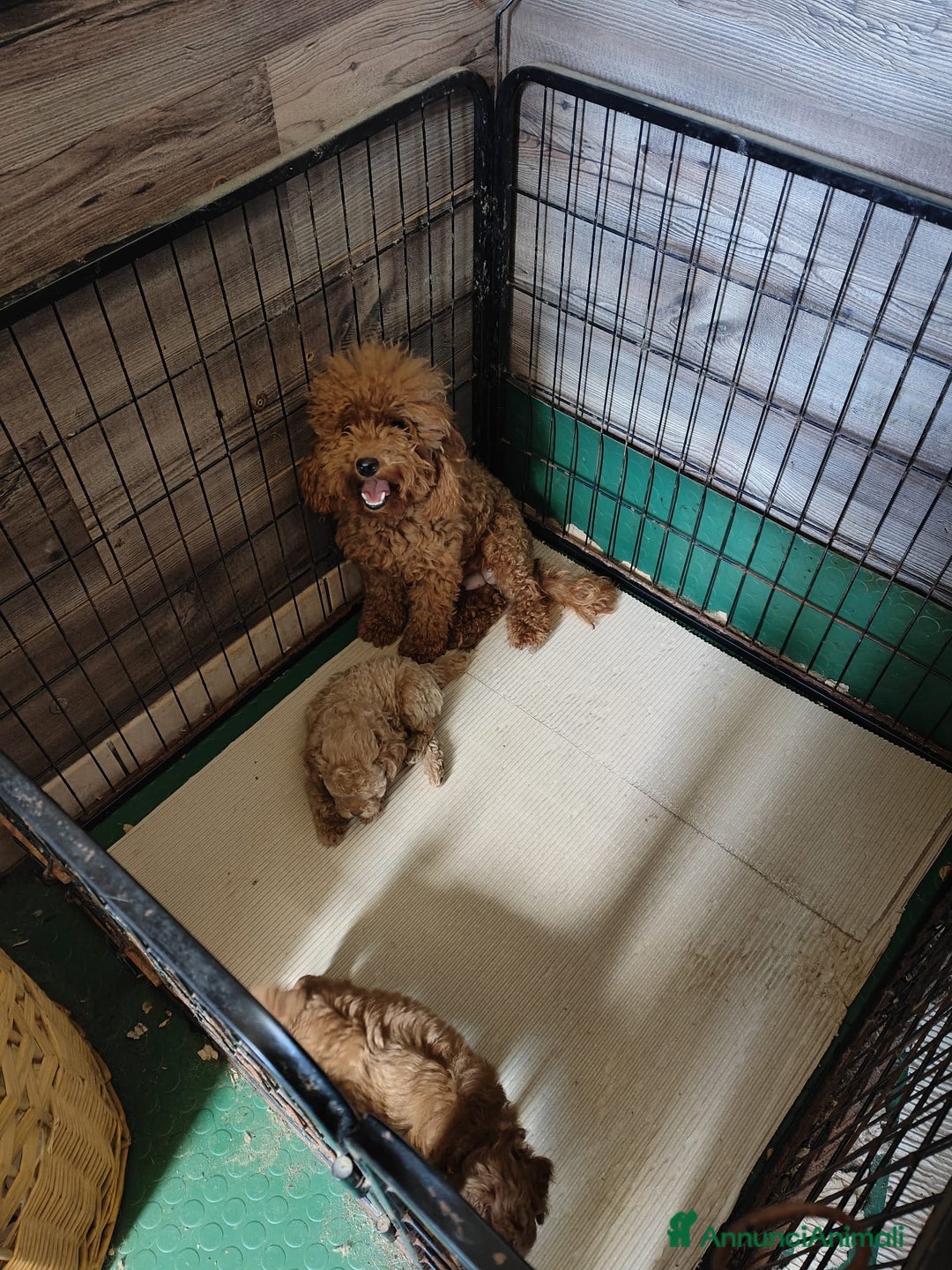 Barboncino Toy cani in vendita: Vendesi cuccioli di Barboncino Toy a Provincia di Rimini - Immagine 4