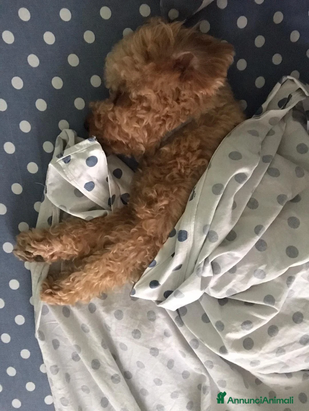 Barboncino Toy cani per accoppiamento: Barboncino toy maschio disponibile per monta  - Annuncio 4