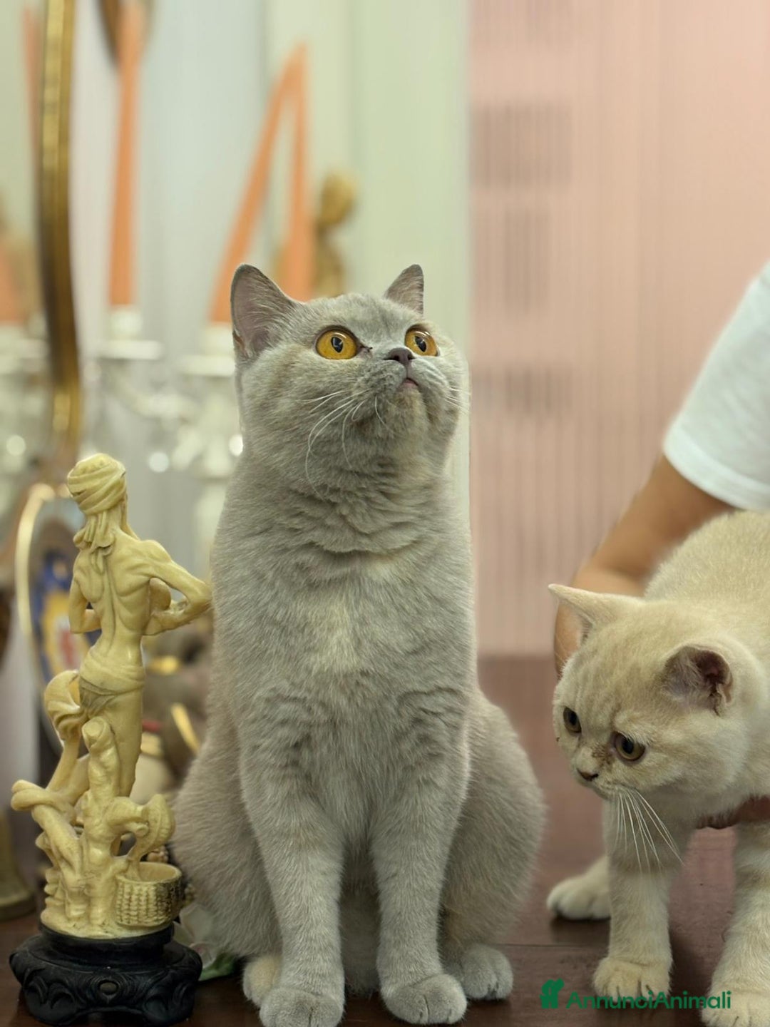 British gatti in vendita: Cucciolo British Shorthair  - Immagine 2