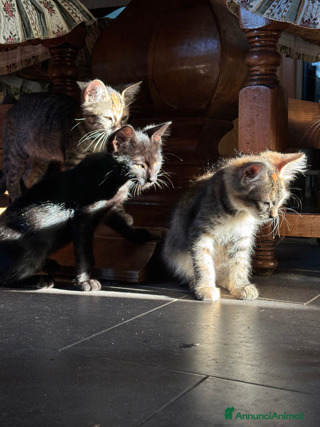 Altre razze gatti in vendita: 7 allegri batuffoli in cerca di casa a Province of Brescia - Immagine 36