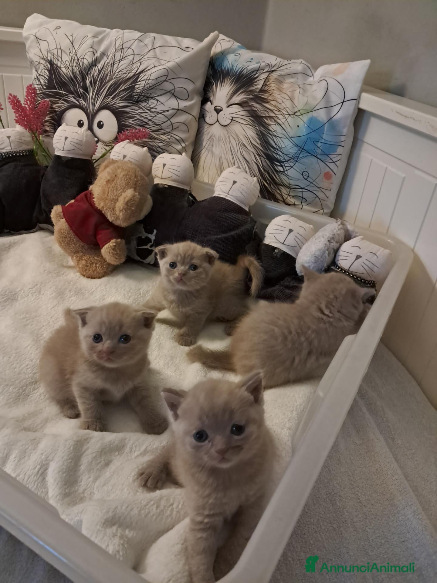 Scottish gatti Scottish fold/straight  - Annuncio 16
