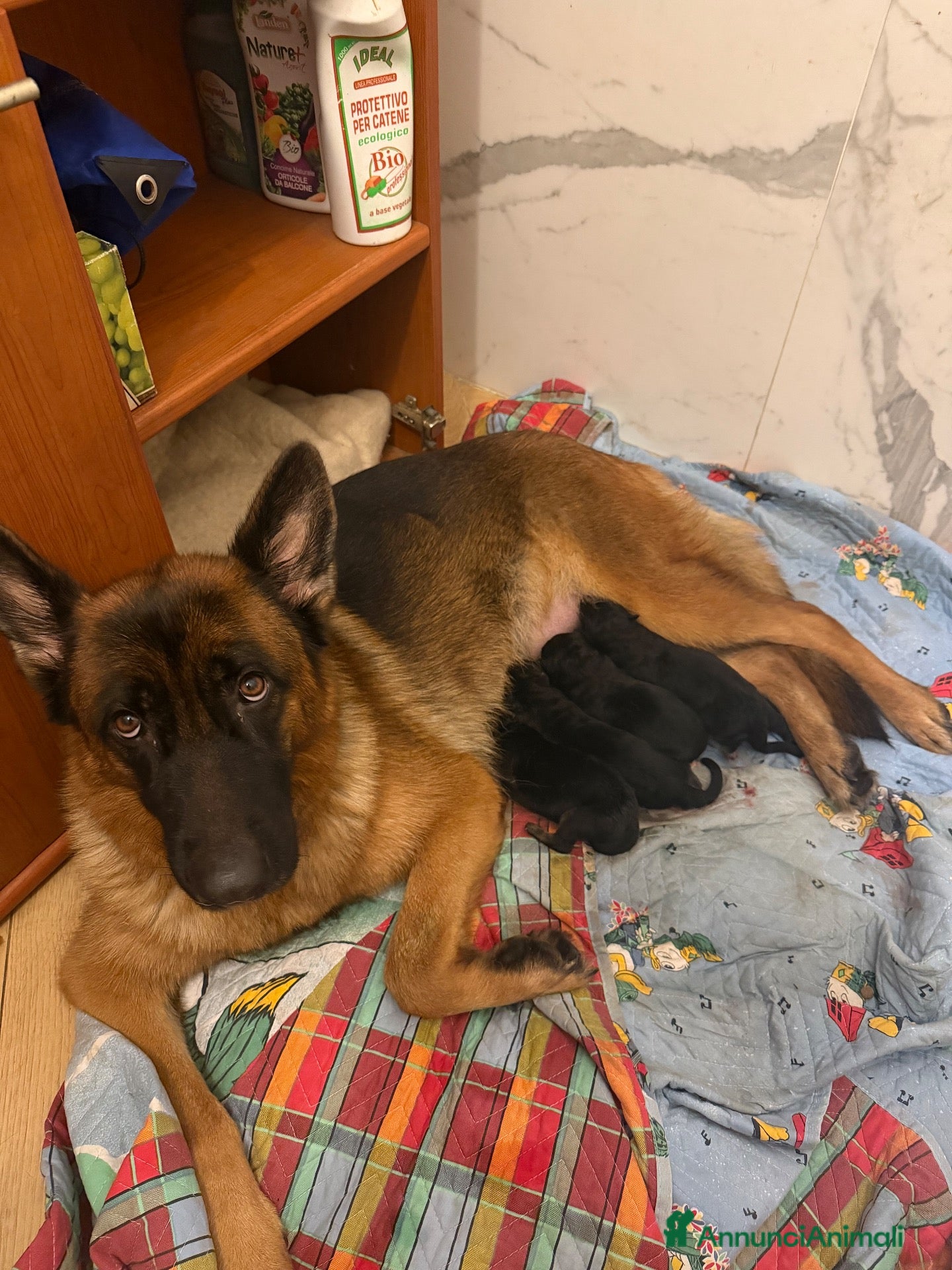 Pastore Tedesco cani in vendita: 4 pastore tedeschi al 100% appena nati  - Annuncio 1