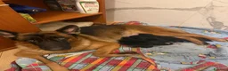 Pastore Tedesco cani in vendita: 4 pastore tedeschi al 100% appena nati  a Città metropolitana di Milano - Annuncio 1