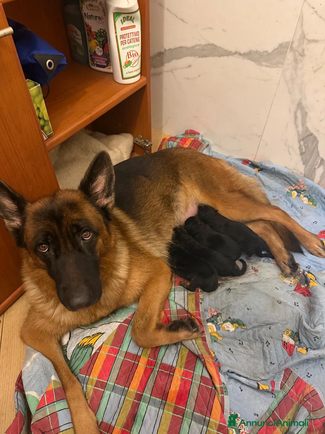 Pastore Tedesco cani in vendita: 4 pastore tedeschi al 100% appena nati  a Città metropolitana di Milano - Annuncio 1