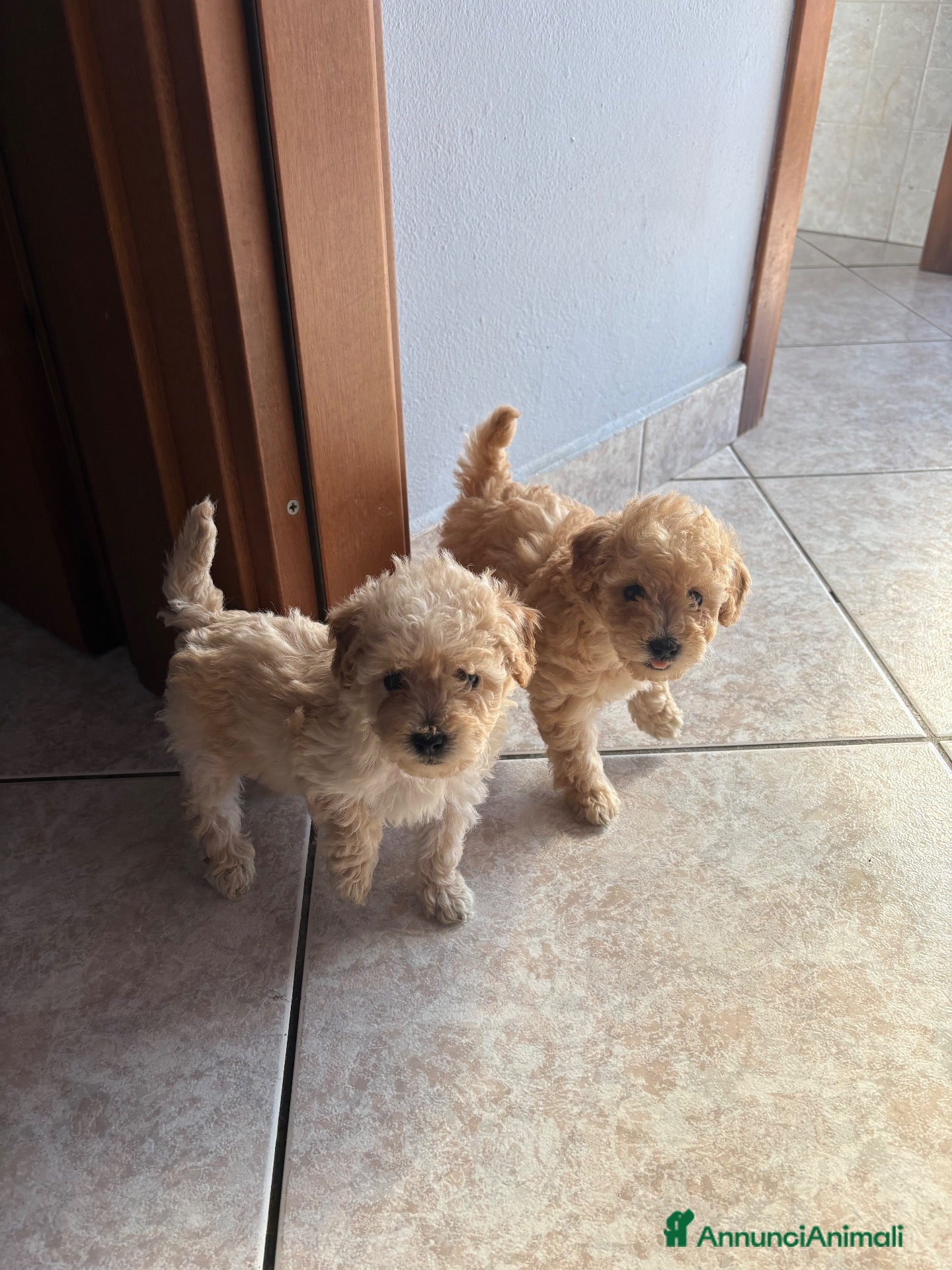 Barboncino cani Barboncino nano  - Annuncio 19
