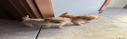 Barboncino cani in vendita: Barboncino nano  - Annuncio 1