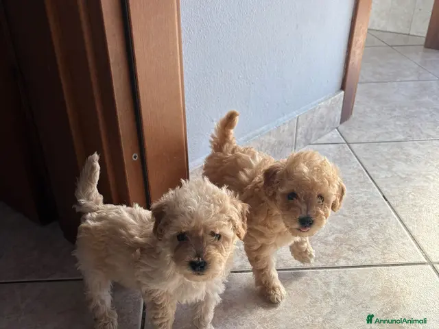 Barboncino cani Barboncino nano - Annuncio 19