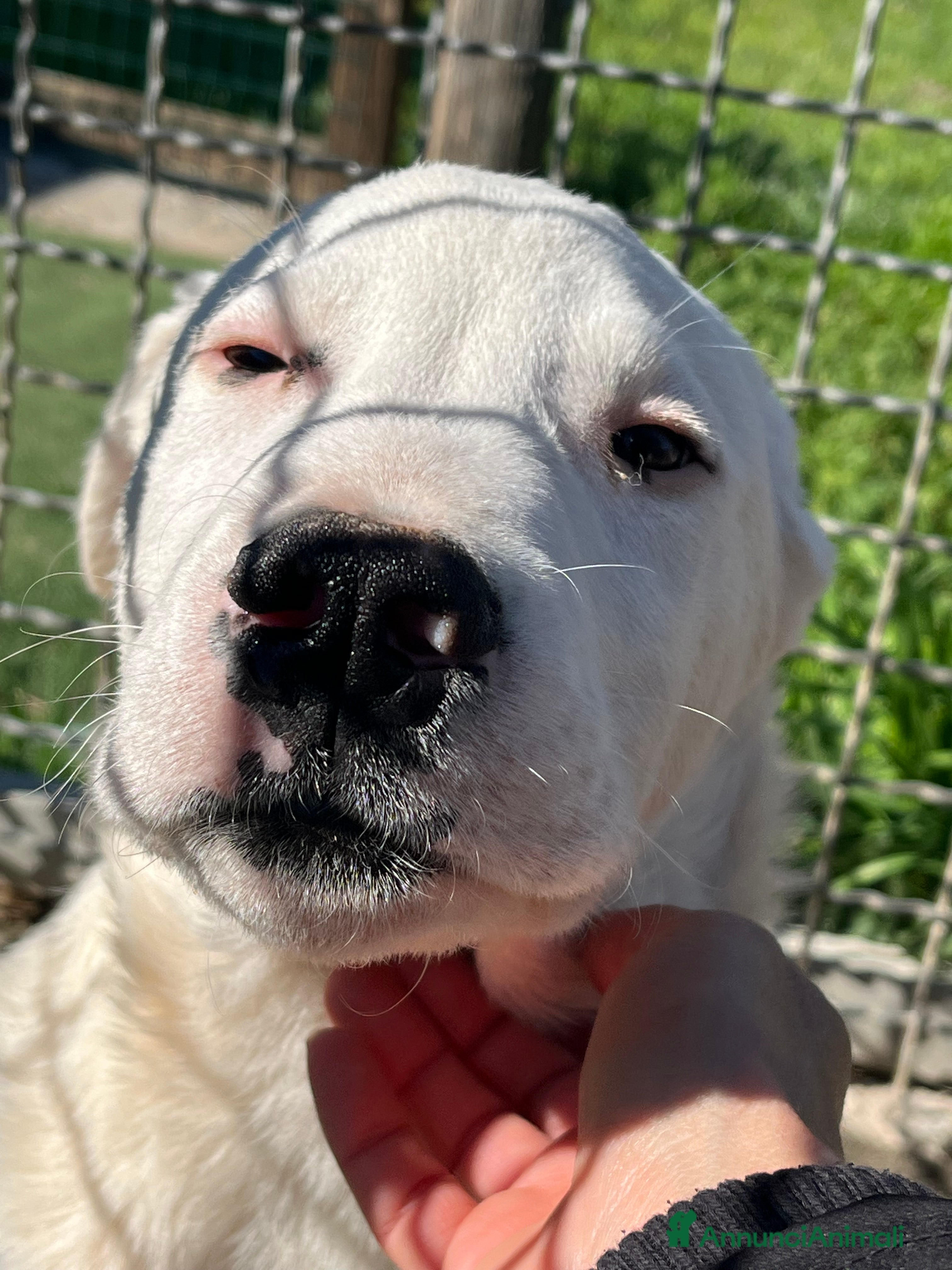 Meticcio cani Zac. Cucciolo pauroso. Adozione consapevole - Annuncio 1