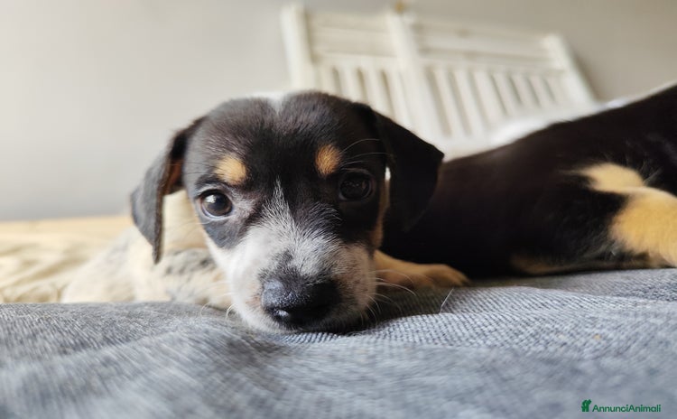 Segugio cani a Città metropolitana di Messina - Annuncio 6