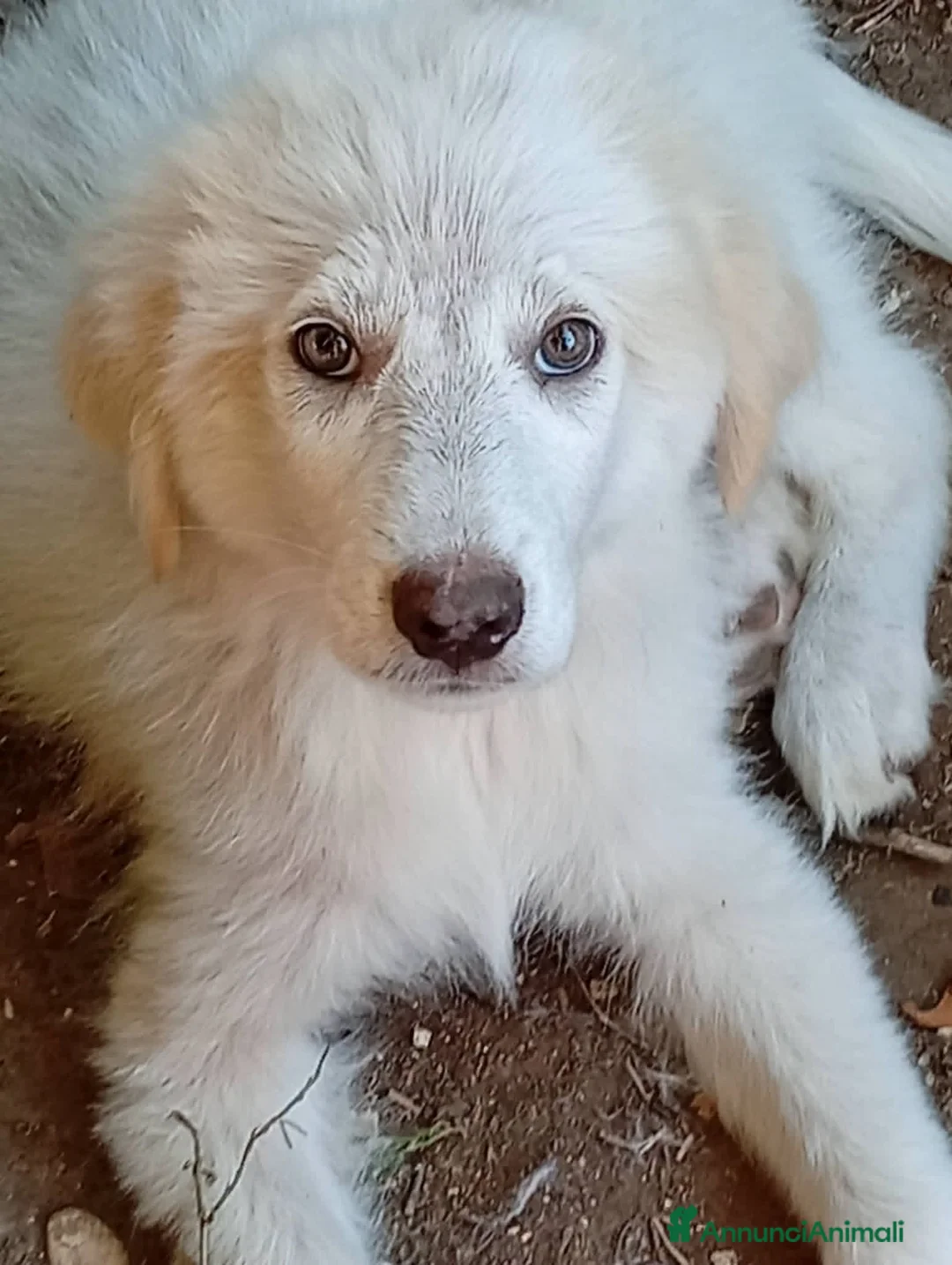 Pastore Abbruzzese Maremmano cani in regalo: Cuccioli (mix) maremmano a Città Metropolitana di Torino - Annuncio 2