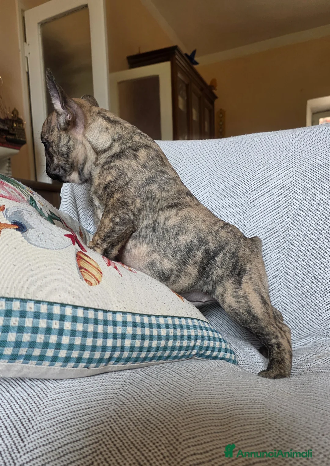 Bulldog Francese cani in vendita: Cuccioli Bouledogue Francese - Annuncio 13