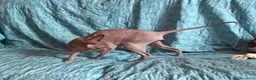 Sphynx gatti in vendita: Don Spynx Blu - Annuncio 4