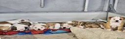 Bulldog cani in vendita: American Bulldog cuccioli - Annuncio 3