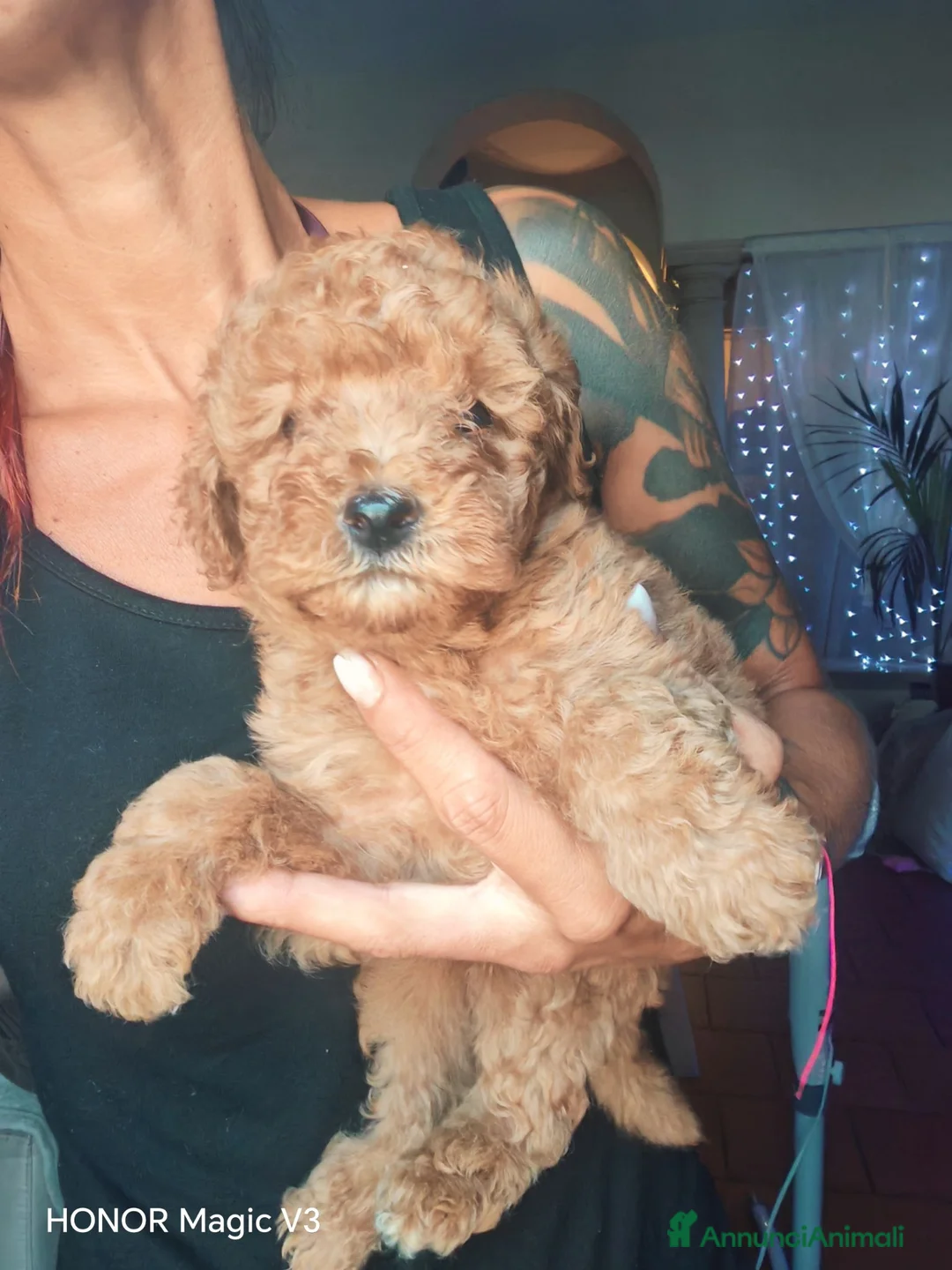 Barboncino cani in vendita: Babroncini - Annuncio 5