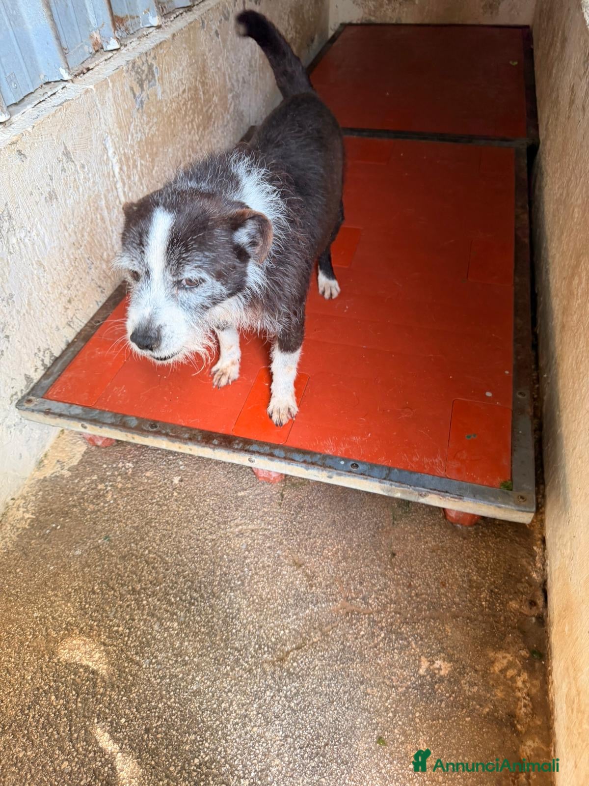 Meticcio cani Snoopy cagnolino ricciolino taglia piccola  - Annuncio 1