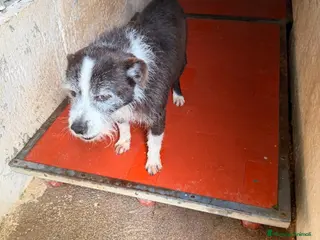 Meticcio cani Snoopy cagnolino ricciolino taglia piccola - Annuncio 1