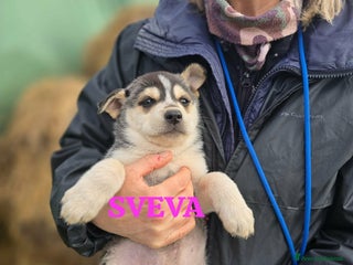 Meticcio cani Sveva dolce cucciola aspetta una famiglia - Annuncio 10