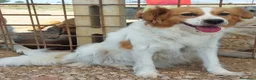 Meticcio cani in regalo: Gemma 3 anni e mezzo cerca casa tg medio piccola - Annuncio 2