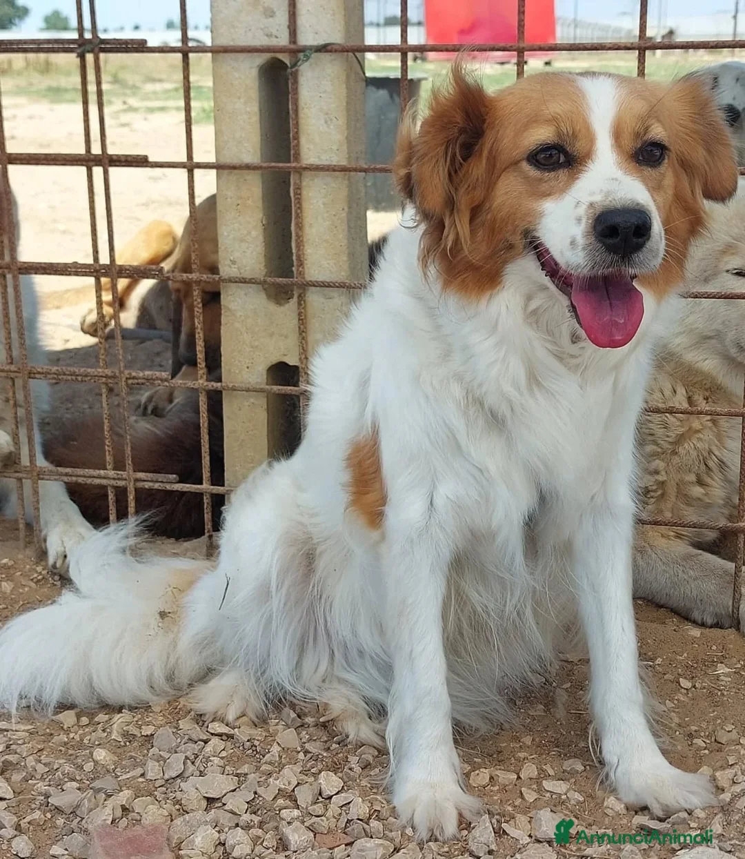 Meticcio cani in regalo: Gemma 3 anni e mezzo cerca casa tg medio piccola - Annuncio 2