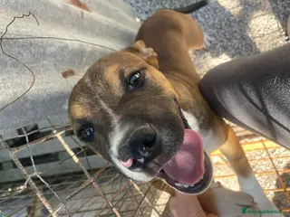 Meticcio cani IL TENERO CHOCO ASPETTA TE - Annuncio 36
