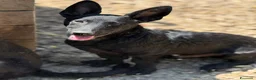 Meticcio cani in regalo: ELIO, fantastico lupetto! TG MEDIO CONTENUTA - Annuncio 5