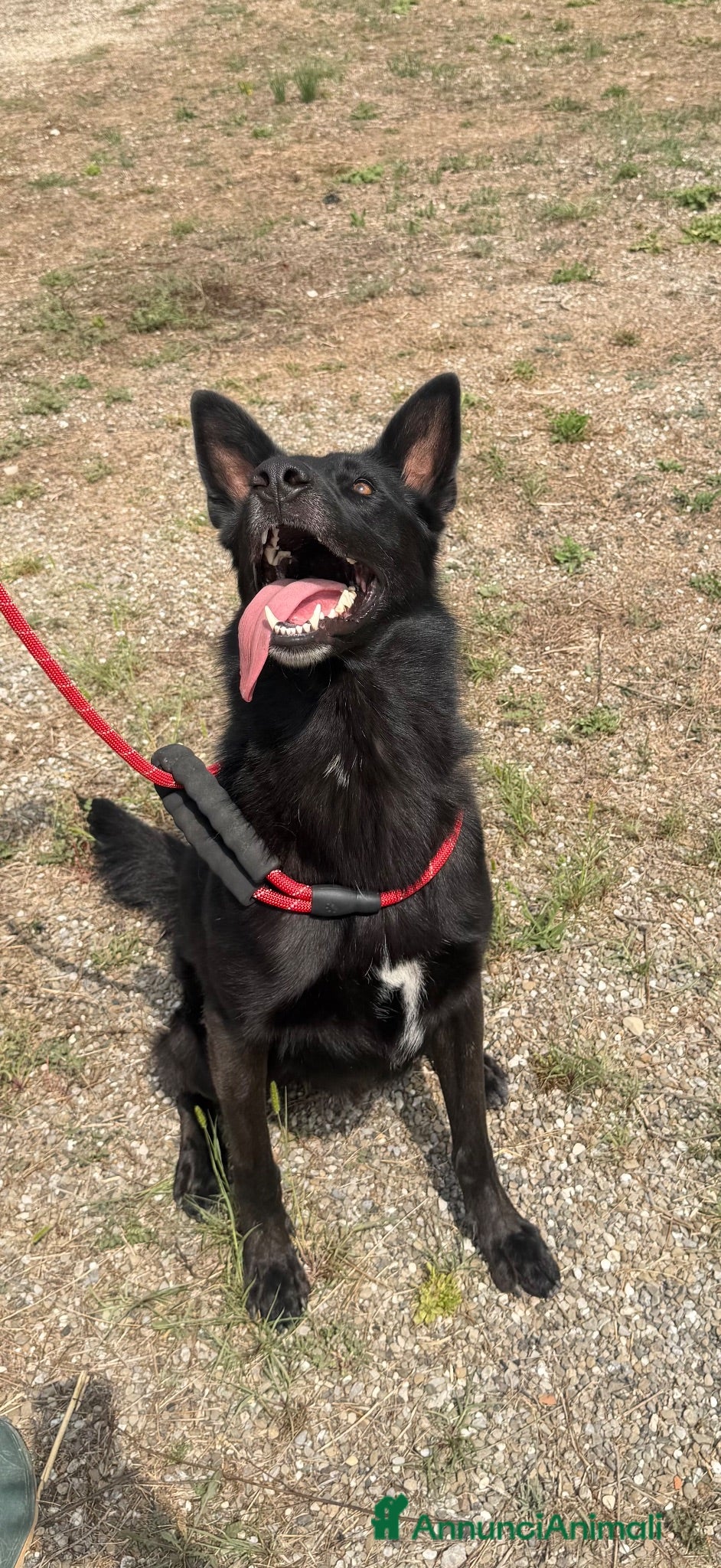 Alpenlaendische Dachsbracke cani Axel  - Annuncio 1