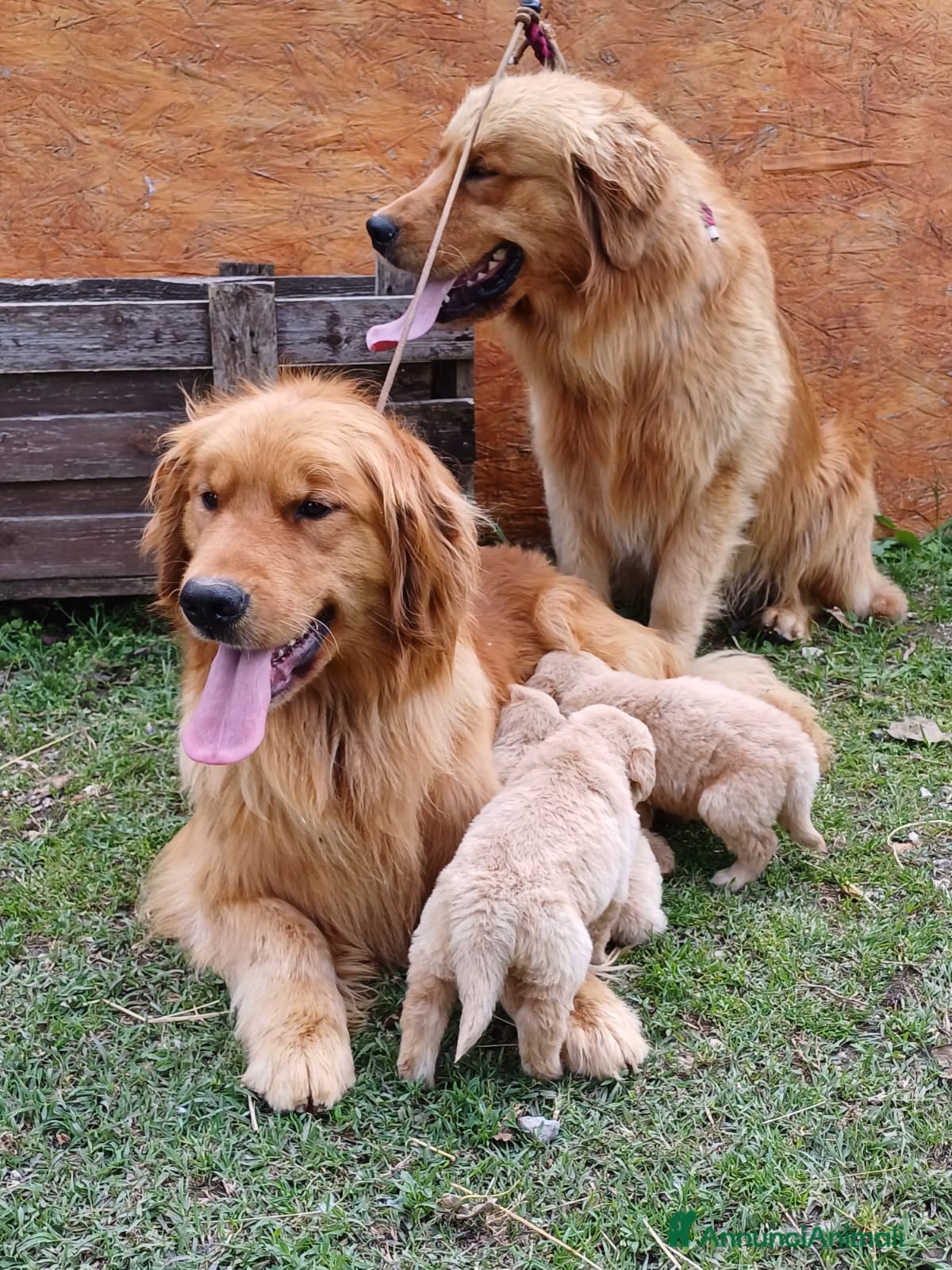 Golden Retriever cani Golden Retriever Americani 100% Pedigree ENCI  - Annuncio 2
