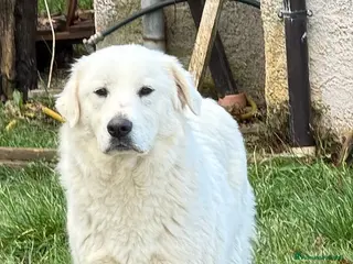 Pastore Maremmano cani SUMMER cucciolona socievole taglia grande - Annuncio 9