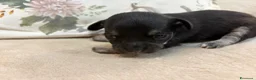 Meticcio cani in vendita: Cuccioli Pincher chihuahua  - Annuncio 7